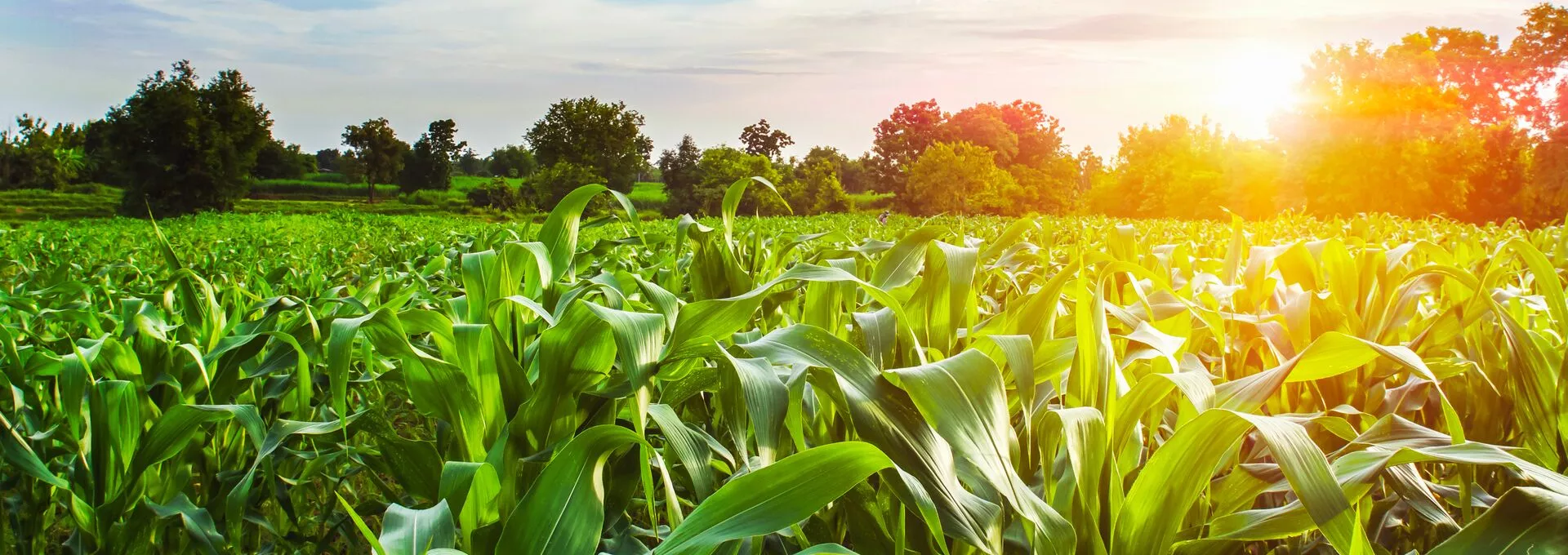 corn field with sunset at countryside