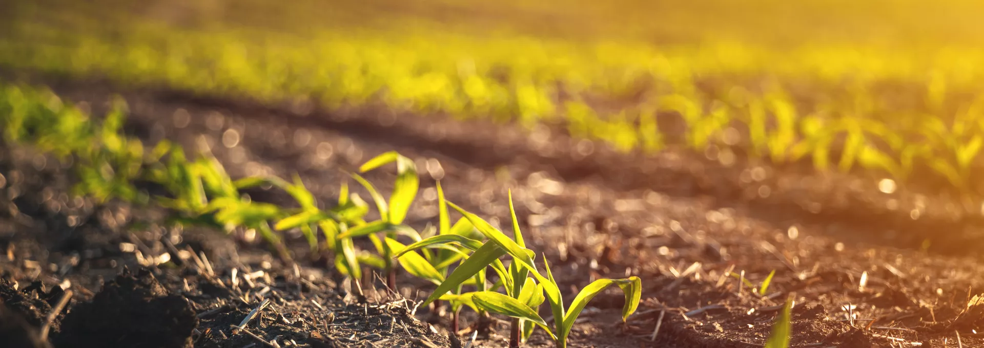 Field with small plants growing