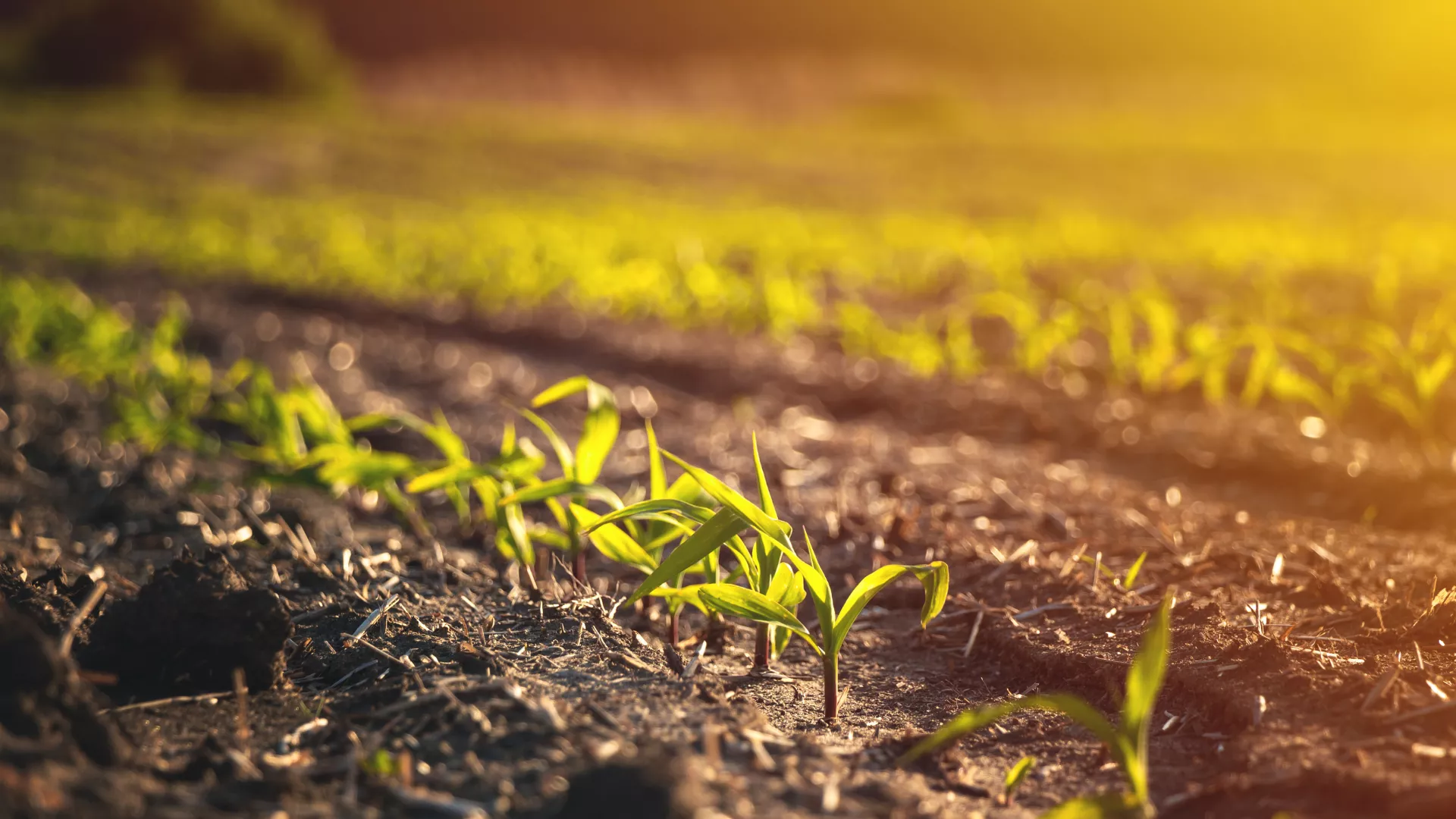 Field with small plants growing