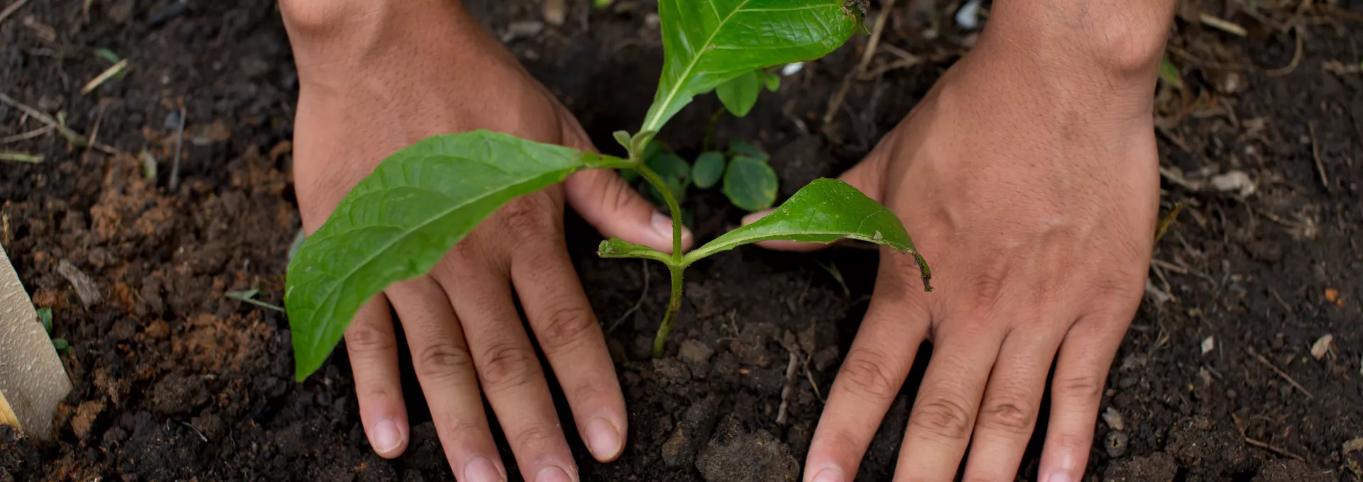 Hands planting a tree
