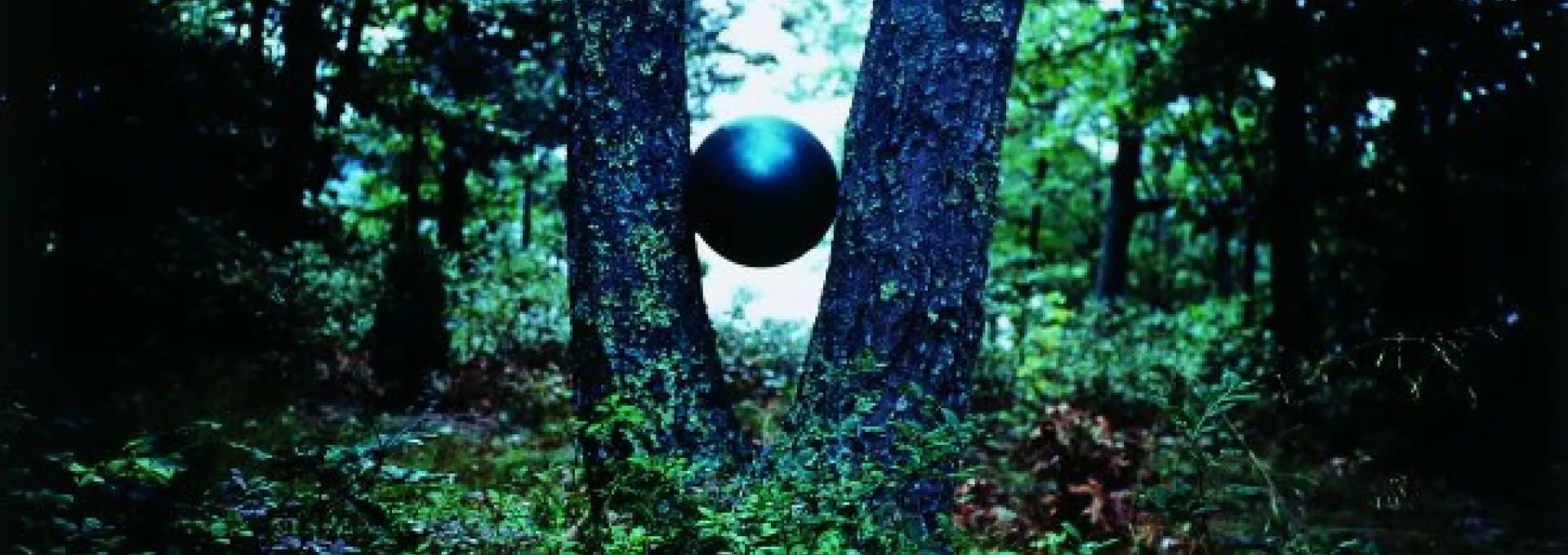 photo of ball in between two tree trunks
