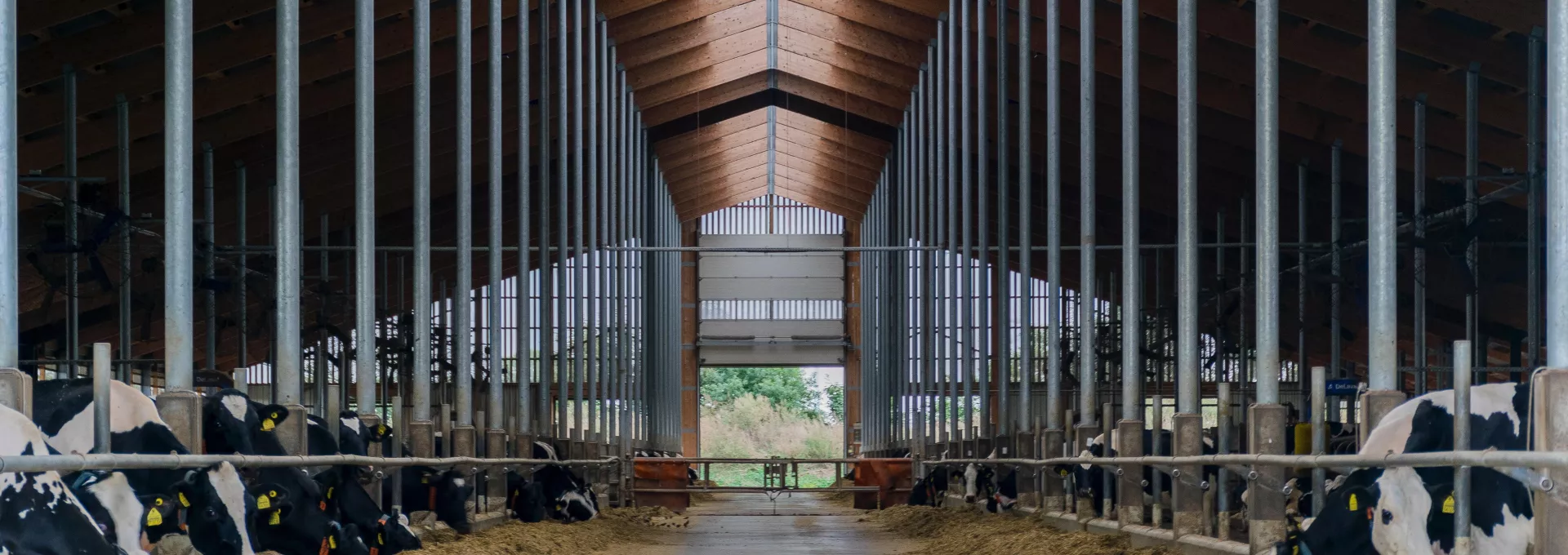 landscape view of cows eating in barns