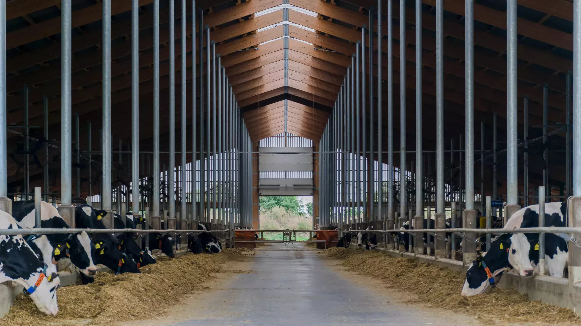 landscape view of cows eating in barns