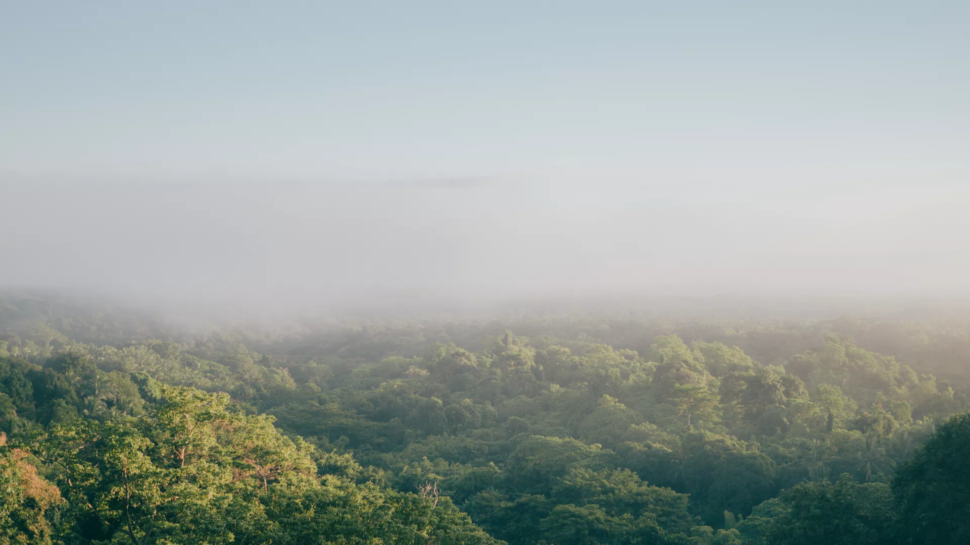 forest landscape in the fog