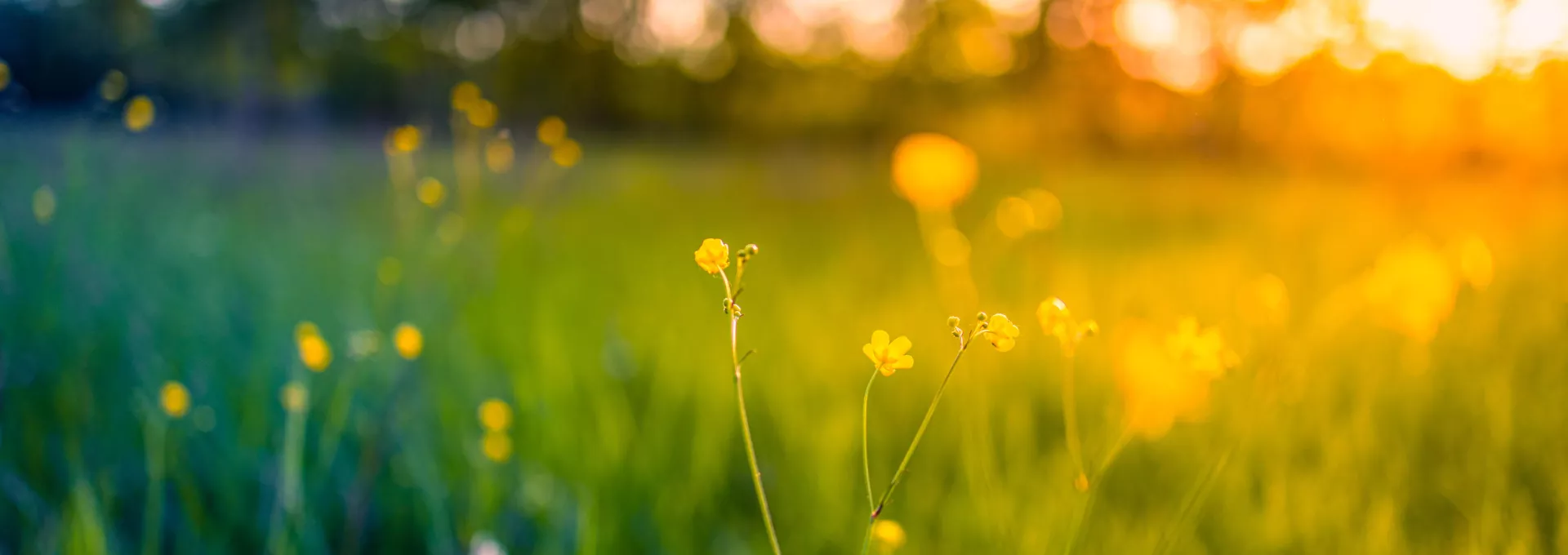 field landscape with grass and flowers