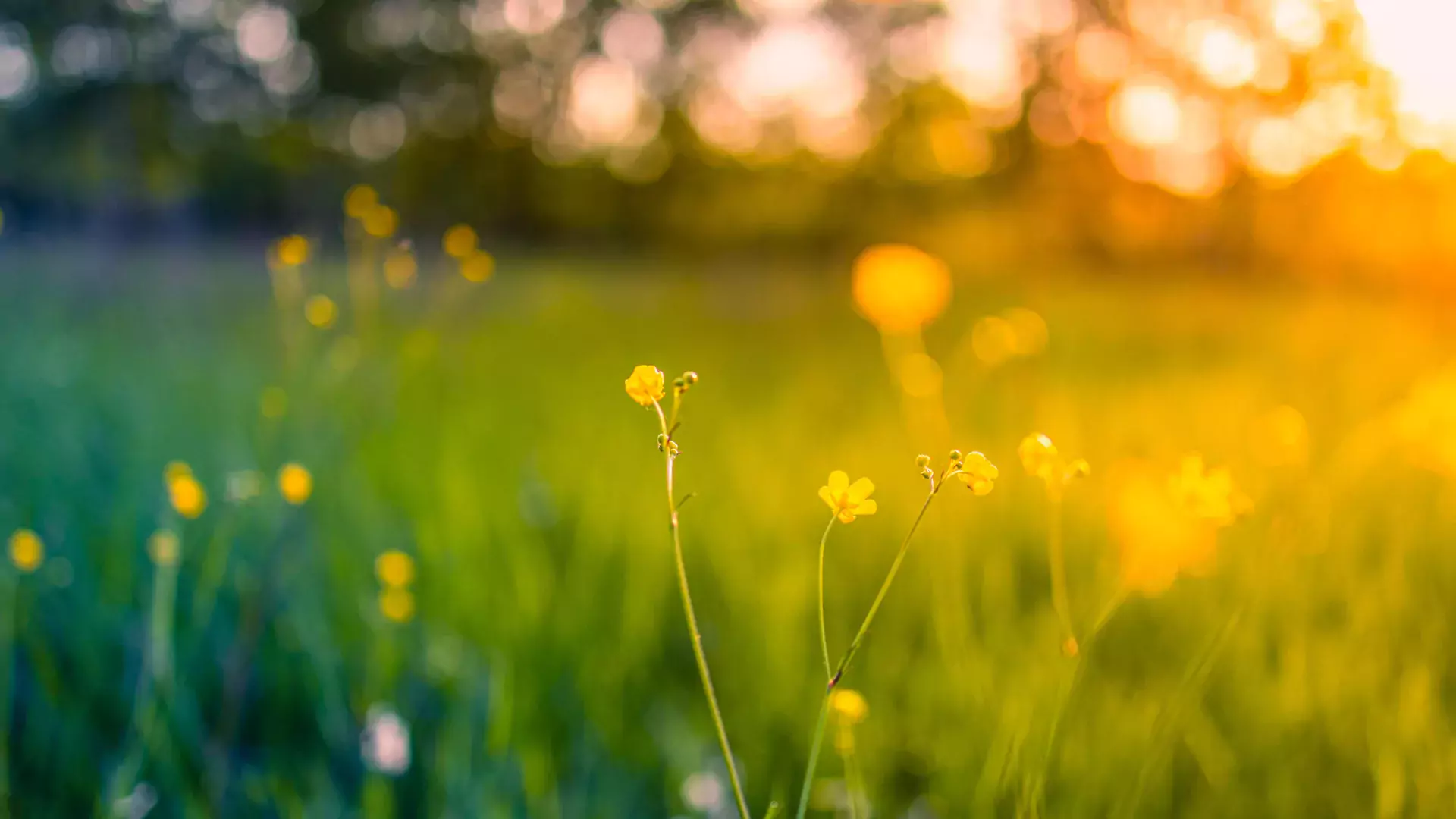 field landscape with grass and flowers