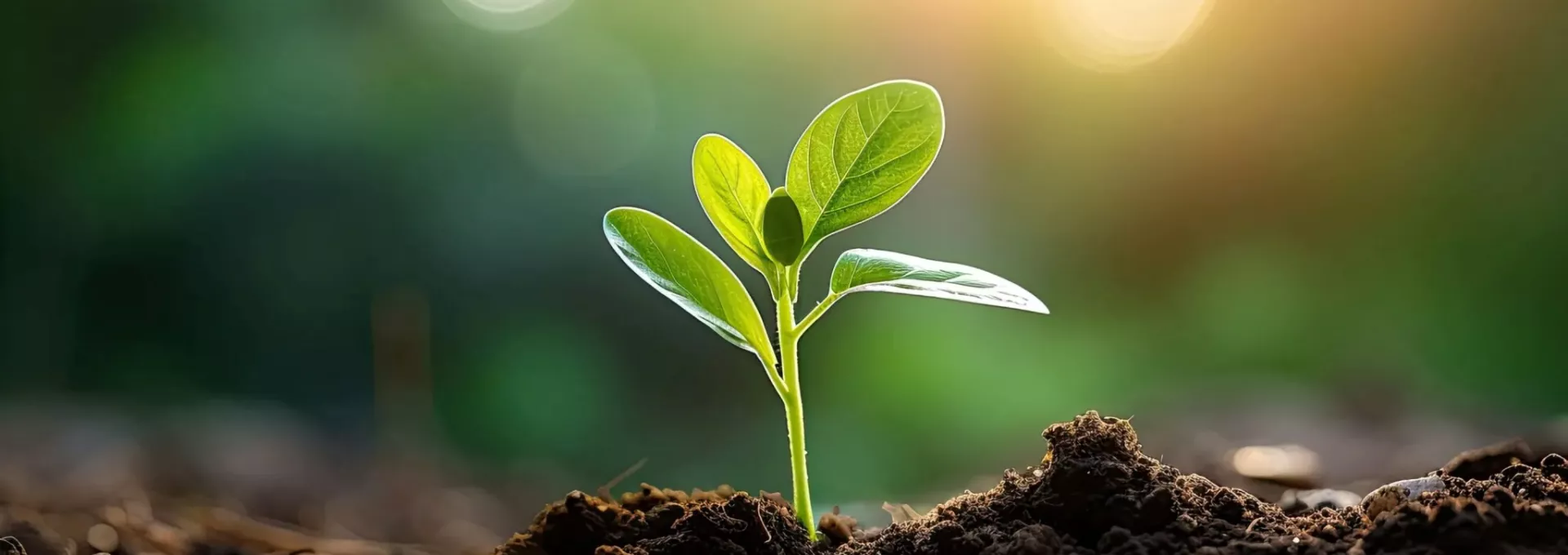 Plante