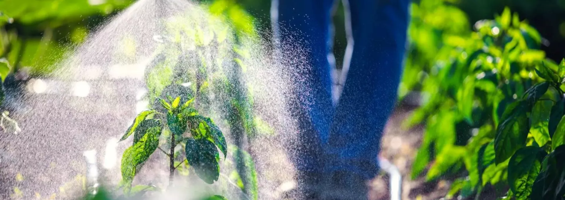 Pulvérisation foliaire