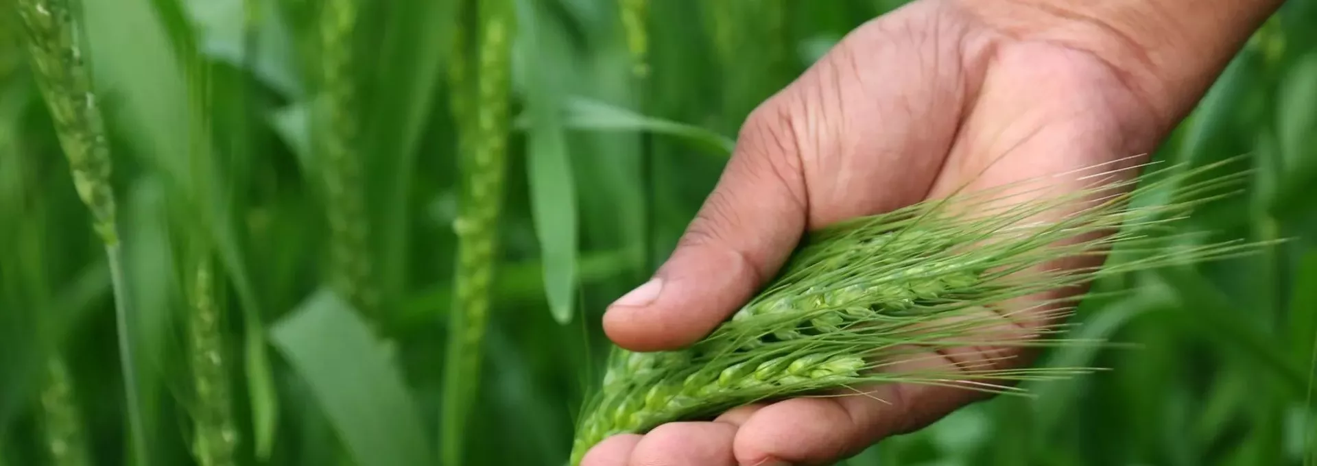 main d'un agriculteur dans un champs