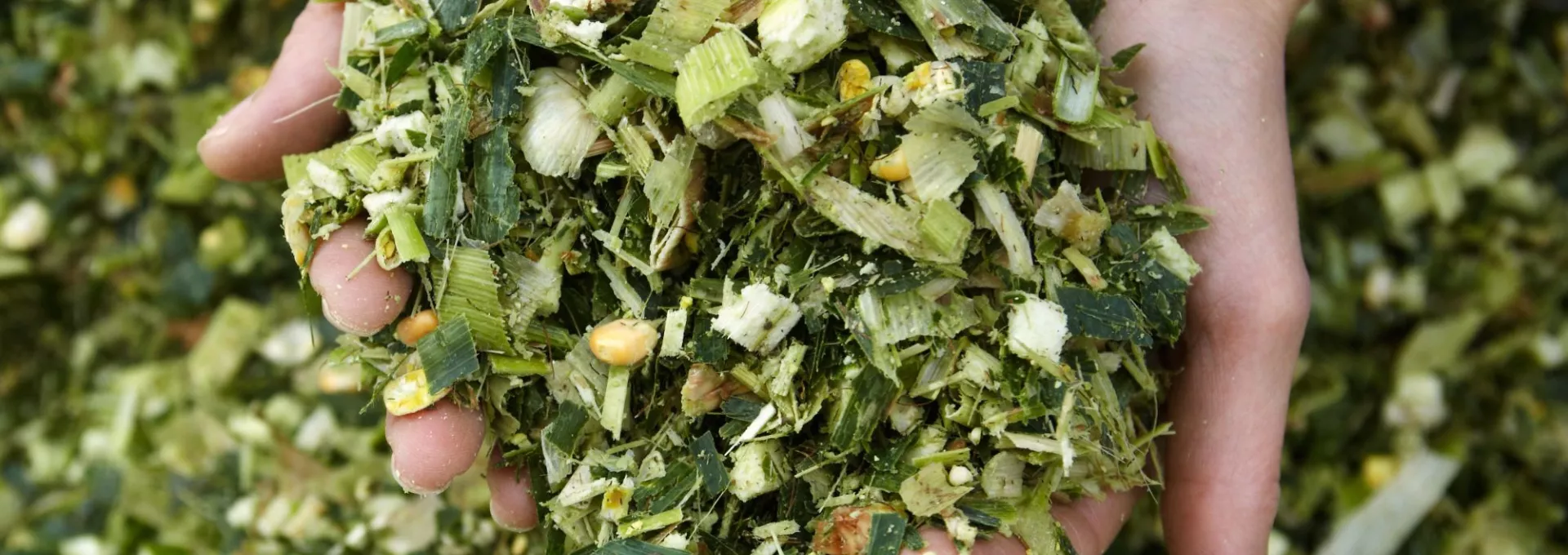 Maïs ensilage