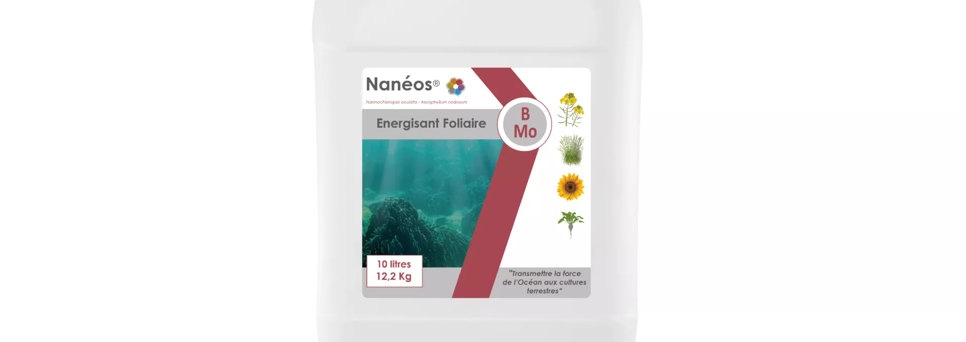 Nanéos BMo