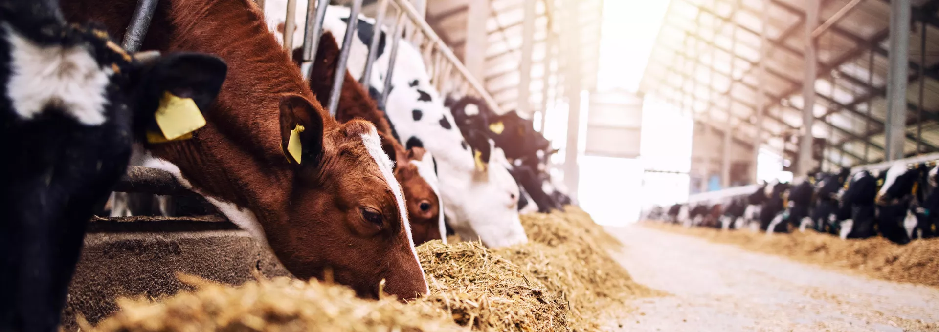 Vaches mangent foin dans ferme