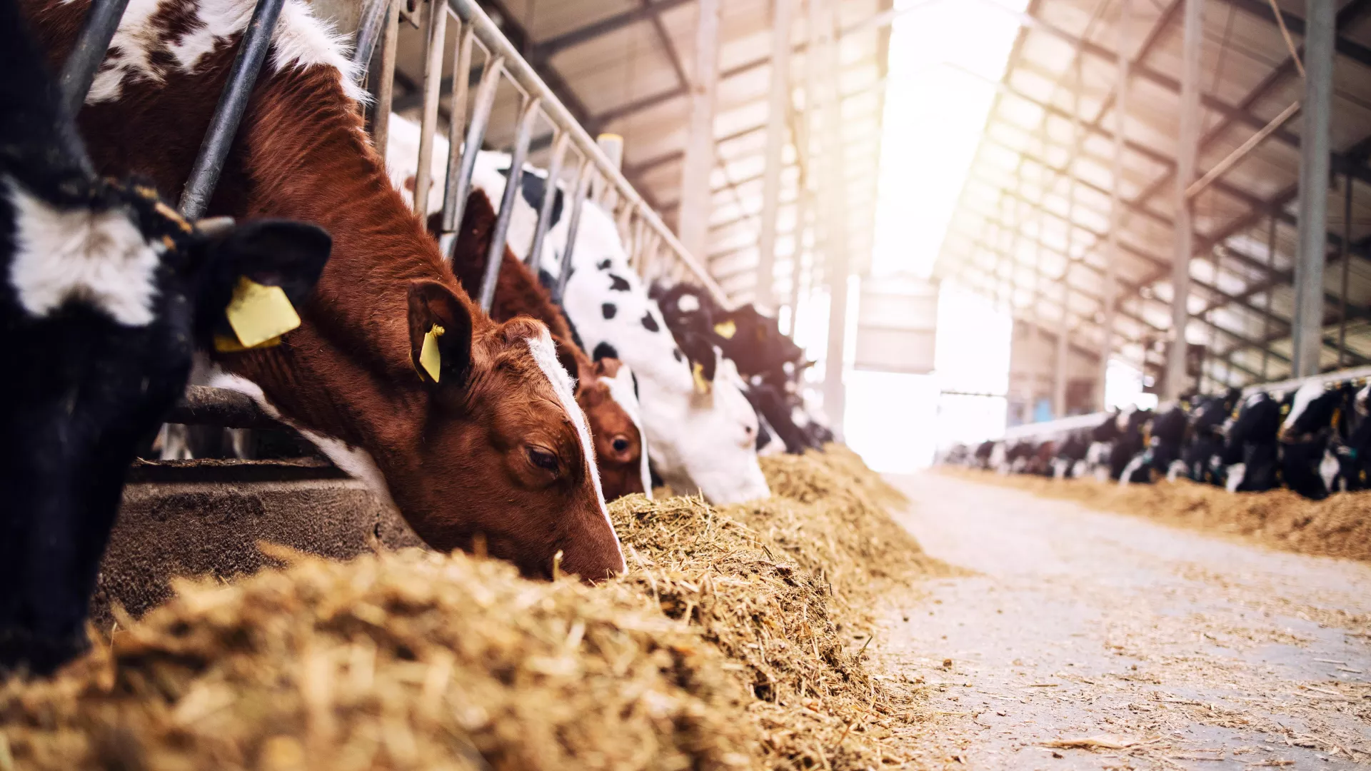 Vaches mangent foin dans ferme