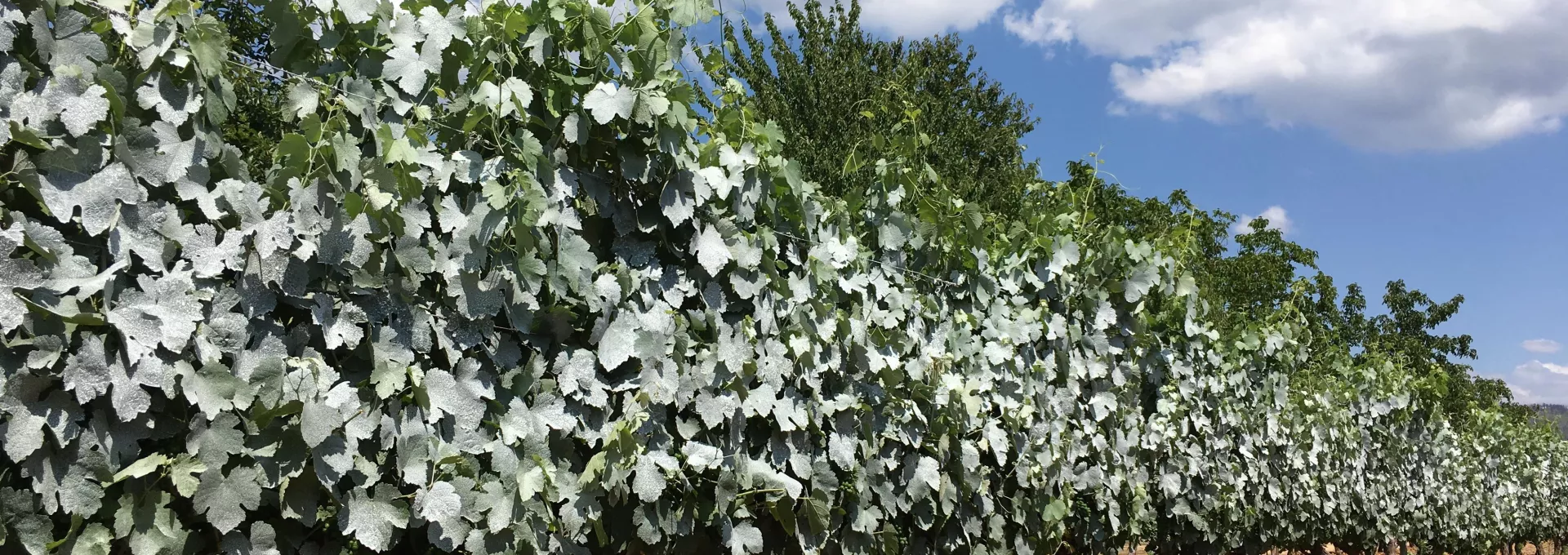 bna pro product on trees