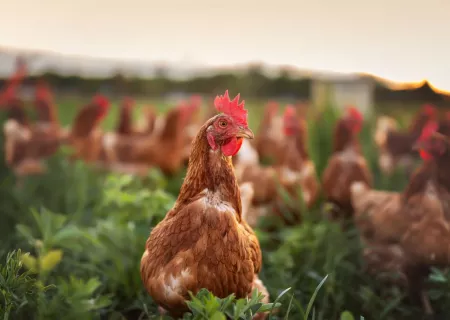 Square-happy free range chicken in the meadow