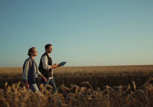 Two farmers inspecting wheat harvest in golden sunlight. Rural landscape view.