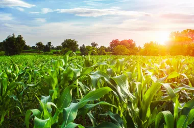 corn field with sunset at countryside