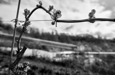Outside black and white nature