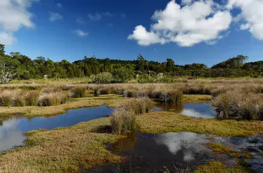 Wetland with blue sky