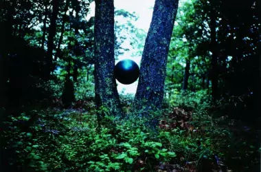 photo of ball in between two tree trunks