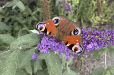 A red and brown butterfly on a puple flower in a green landscape