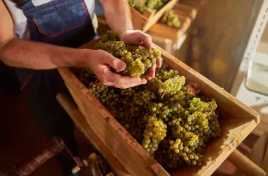 Photo of a responsible winegrower holding hands with grapes