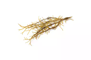 Aschophyllum nodosom