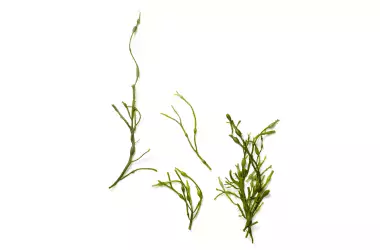algue aschophyllum nodosum