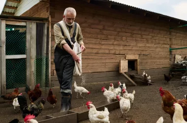 Senior man in dark blue overalls and grey shirt pouring oat in manger while feeding hens by wooden coop in the yard 