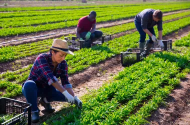 farmers women and men picking crops in a field