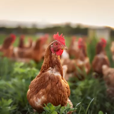 Square-happy free range chicken in the meadow