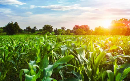 corn field with sunset at countryside