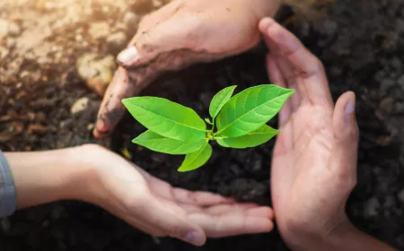 three hand protection tree planting on soil with sunshine in garden