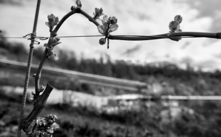 Outside black and white nature