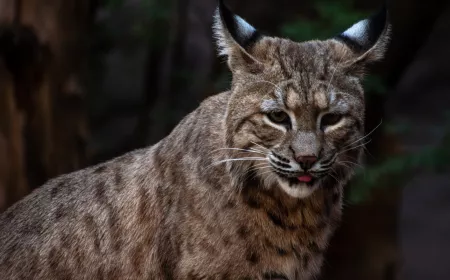 Bobcat with tree in background