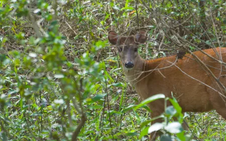 Deer behind plants