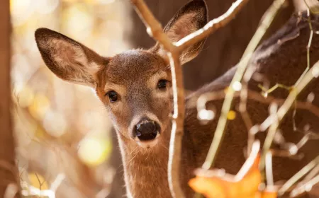 deer in woods