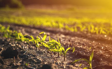 Field with small plants growing