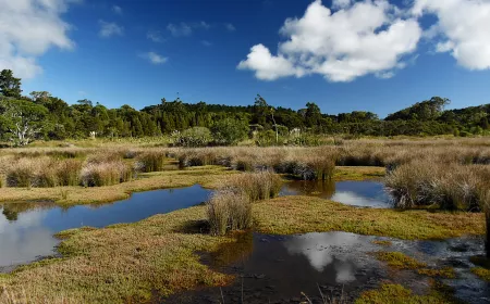 Wetland with blue sky