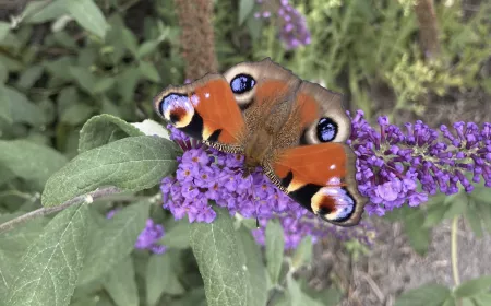 A red and brown butterfly on a puple flower in a green landscape