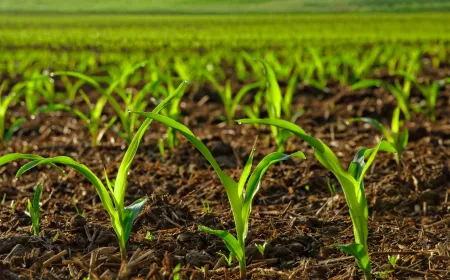 agriculture plant