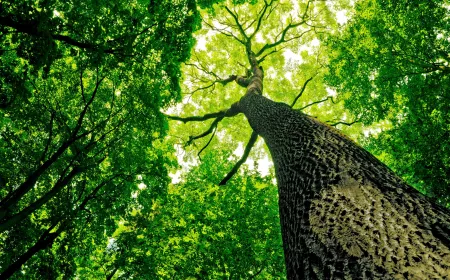 tree growing in nature