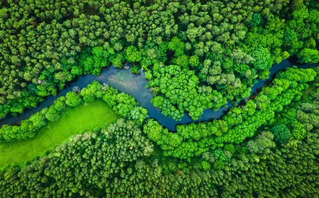 River and green forest in Tuchola natural park, aerial view