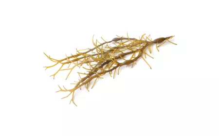 Aschophyllum nodosom
