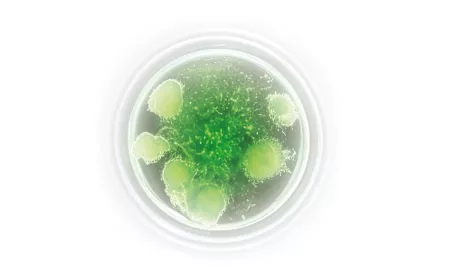 Nannocholorpsis Oculata