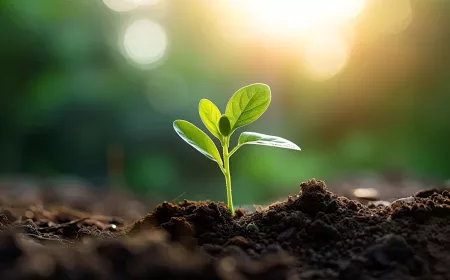 Plante