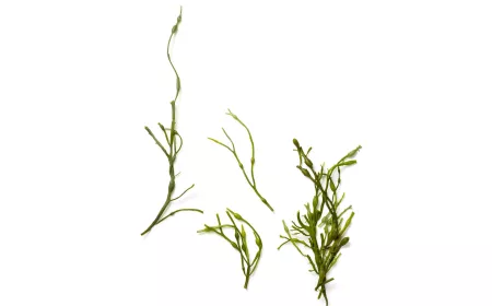 algue aschophyllum nodosum
