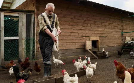 Senior man in dark blue overalls and grey shirt pouring oat in manger while feeding hens by wooden coop in the yard