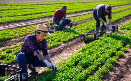 farmers women and men picking crops in a field